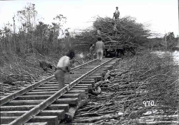 Assentamento de trilhos sobre estiva de galharia para passagem de trem de lastro, durante a construção da ferrovia Madeira-Mamoré