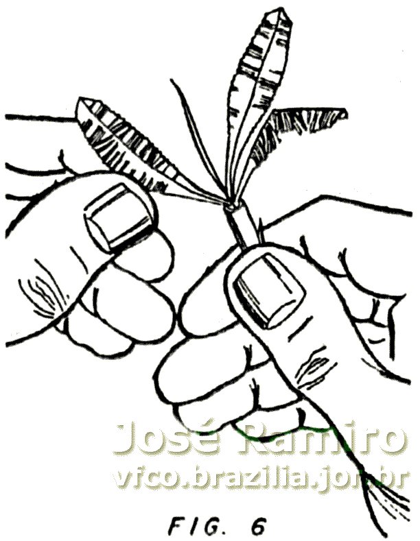 Figura 6 - Colocação das folhas no tronco da bananeira